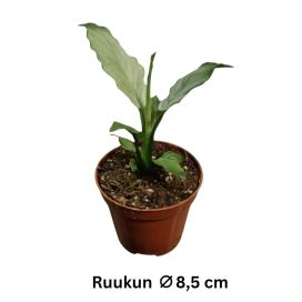 VIIVIVEHKA 'BLUE ICE' Spathiphyllum 'Blue Ice' P8