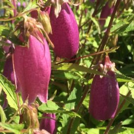 PISAMAKELLO Campanula punctata f. rubiflora P12