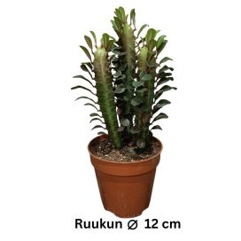 PYLVÄSTYRÄKKI 'RUBRA' Euphorbia trigona 'Rubra' P12