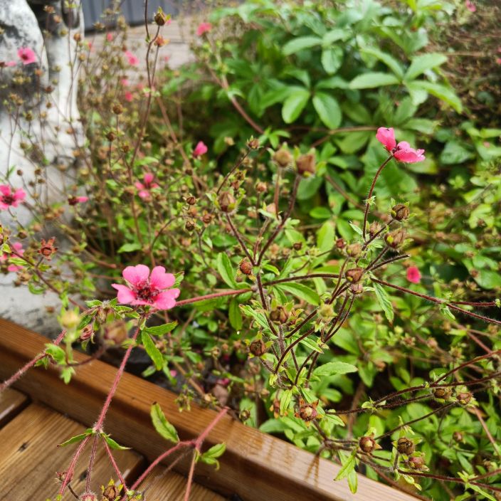 NEPALINHANHIKKI Potentilla nepalensis P10 Herkankaunis, kevyennakoinen perenna