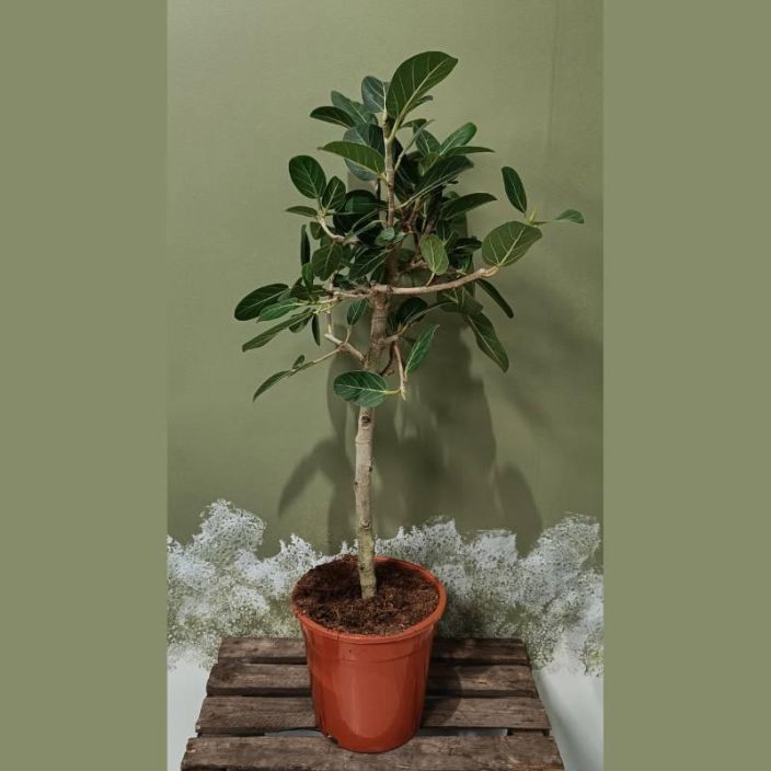 BANIANIVIIKUNA 'PETITE AUDREY' Ficus benghalensis 'Petite Audrey' P21 Hieman pienempilehtinen banianiviikunalajike / VAIN