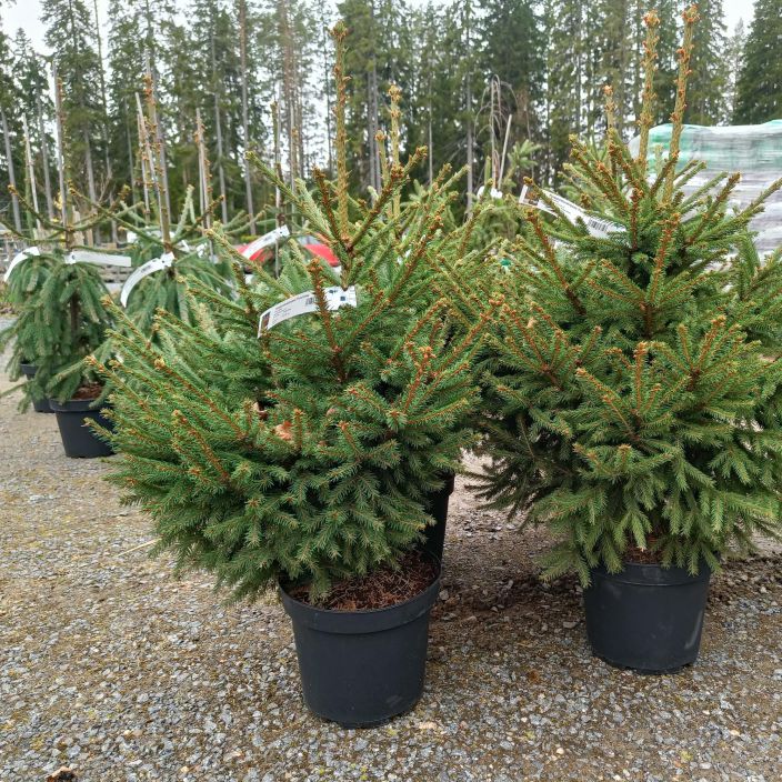 PURPPURATUULENPESA 'PUNAHILKKA' Picea abies f. globosa 'PUNAHILKKA' 80-100 cm Tuuhea ja tihea, kotimainen kuusen
