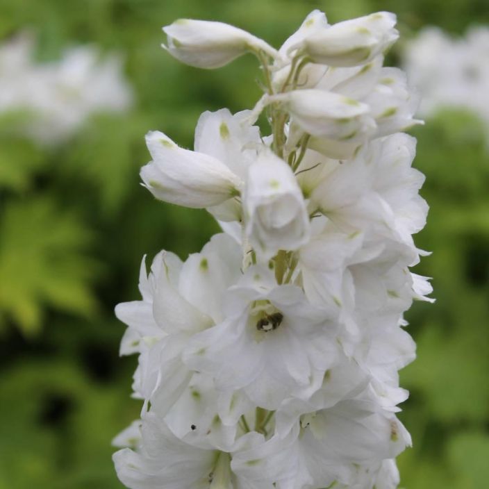 JALORITARINKANNUS 'GALAHAD' Delphinium Pacific-r. 'Galahad' P10 Komea, valkokukkainen perenna