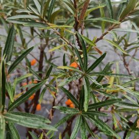 TYRNI 'TYTTI' Hippophae rhamnoides 'Tytti' EMIKASVI At 3 L