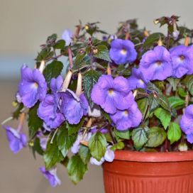 MUSTANMERENRUUSU VIOLETTI Achimenes 10 kpl KÄPYJÄ