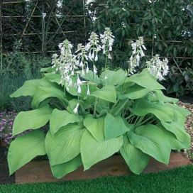 JÄTTIKUUNLILJA 'T-REX' Hosta 'T-Rex' P12