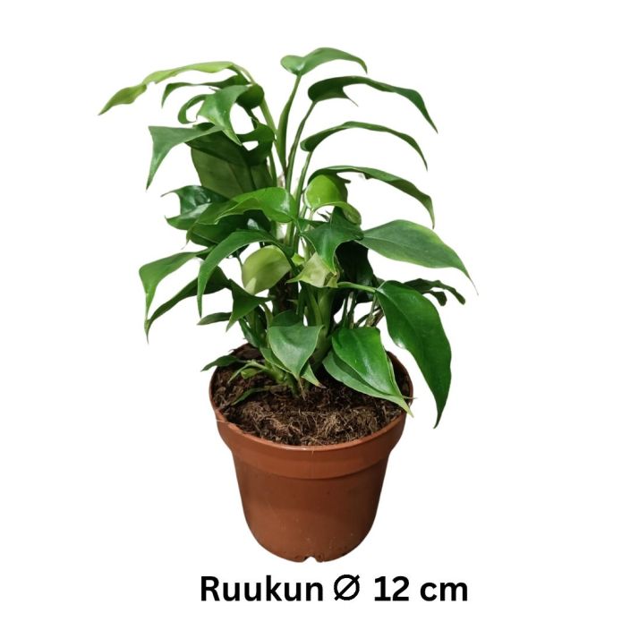 NEULAVEHKA Rhaphidophora tetrasperma P12 Viihtyessaan nopeakasvuinen koynnoskasvi NEULAVEHKA Rhaphidophora tetrasperma P12 Viihtyessaan nopeakasvuinen koynnoskasvi