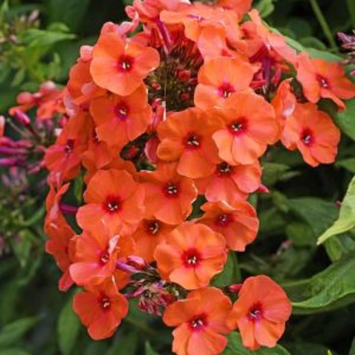 SYYSLEIMU 'ORANGE PERFECTION' Phlox paniculata 'Orange Perfection' P11 Oranssinpunakukkainen syysleimu / VAIN NOUTO SYYSLEIMU 'ORANGE PERFECTION' Phlox paniculata 'Orange Perfection' P11 Oranssinpunakukkainen syysleimu / VAIN NOUTO