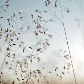 NURMILAUHA 'PIXIE FOUNTAIN' Deschampsia flexuosa 'Pixie Fountain' P10