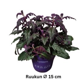 SAMETTILEHTI Gynura aurantiaca P15