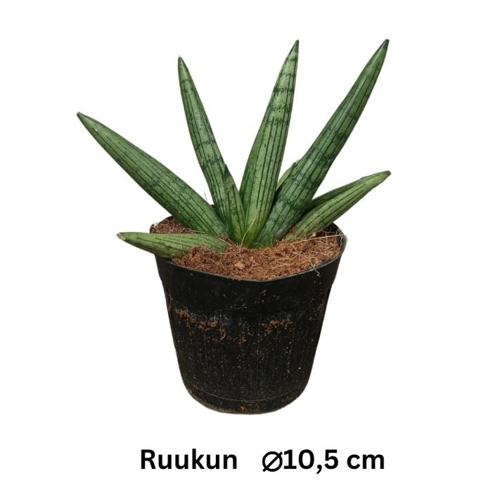 ANOPINKIELI 'HELIOS' Dracaena (ent. Sansevieria) 'Helios' P10,5 Viuhkamaisin potkyloin kasvava anopinkieli