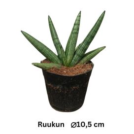 ANOPINKIELI 'HELIOS' Dracaena (ent. Sansevieria) 'Helios' P10,5