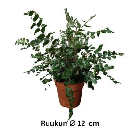 NAPPIPELLEA Pellaea rotundifolia P12