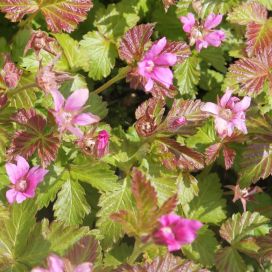 MESIMARJA 'SUSANNA'/'PIMA' Rubus arcticus 'Susanna'/'Pima' P10