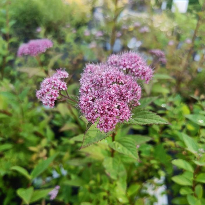 TUMMAKEIJUANGERVO Spiraea japonica 'Manon' AT 3L Isompi versio keijuangervosta