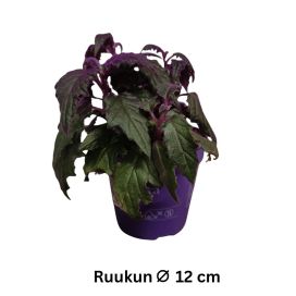 SAMETTILEHTI Gynura aurantiaca P12