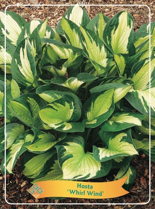 JALOKUUNLILJA 'WHIRLWIND' Hosta 'Whirlwind' P11 Kuunlilja, jonka lehtien varityksessa on voimakas kontrasti / VAIN NOUTO JALOKUUNLILJA 'WHIRLWIND' Hosta 'Whirlwind' P11 Kuunlilja, jonka lehtien varityksessa on voimakas kontrasti / VAIN NOUTO