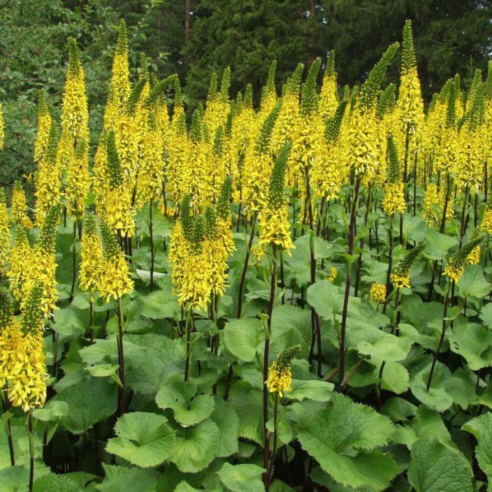 Ligularia 'Hietala', Lapinnauhus