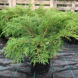 TUIVIO Microbiota decussata 30-40 cm