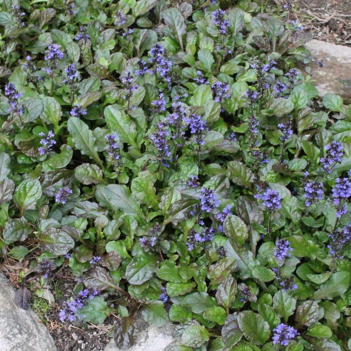 ronsyakankaali, Ajuga reptans 'Atropurpurea' P10 Tummalehtinen maanpeitekasvi