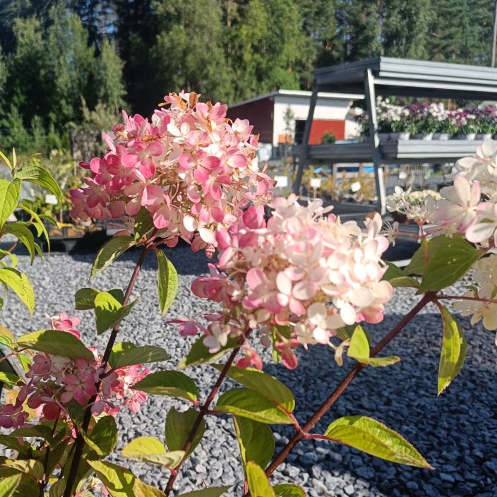 SYYSHORTENSIA 'DIAMANT ROUGE' Hydrangea paniculata 'Diamant Rouge® Rendia' At 4L Punertavakukkainen syyshortensia / VAIN SYYSHORTENSIA 'DIAMANT ROUGE' Hydrangea paniculata 'Diamant Rouge® Rendia' At 4L Punertavakukkainen syyshortensia / VAIN