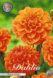 DAALIA 'ORANGE NUGGET' Dahlia 'Orange Nugget' 1 juurakko