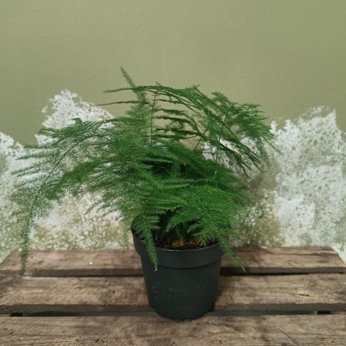 UNELMA Asparagus setaceus P12 Vanhanajan herkankaunis huonekasvi