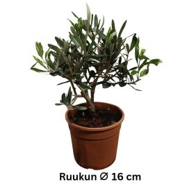 OLIIVI Olea europea P16