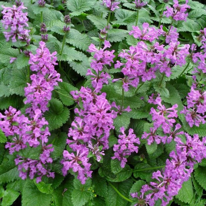 JALOPAHKAMO Stachys macrantha P11 Pensastavasti kasvava perinneperenna.