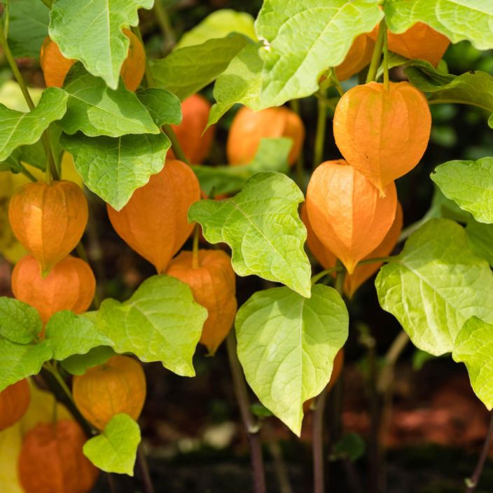 Physalis alkekengi variegata franchettii, Lyhtykoiso P9 Tunnetaan myos nimella lyhtykukka
