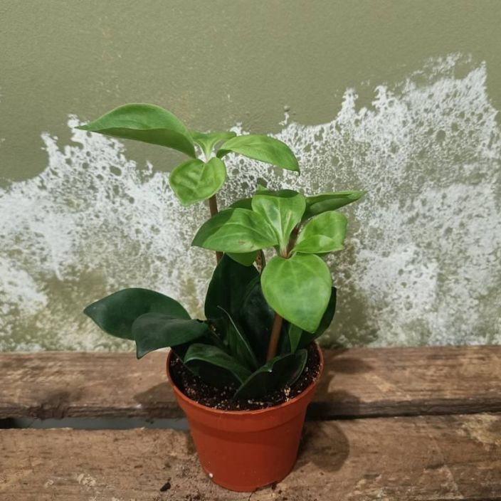 MUORINKUKKA Peperomia pereskiifolia P8,5 Terhakka muorinkukka pikkuruukussa