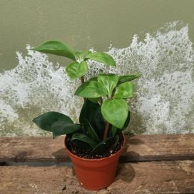 NAHKAMUORI  Peperomia pereskiifolia P10