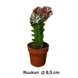 KALLIOTYRÄKKI 'CRISTATA' Euphorbia lactea 'Cristata' P8,5