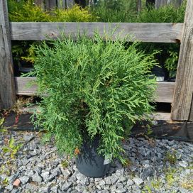 PALLOTUIJA 'GLOBOSA' Thuja occidentalis 'Globosa', pallotuija 30-40 cm