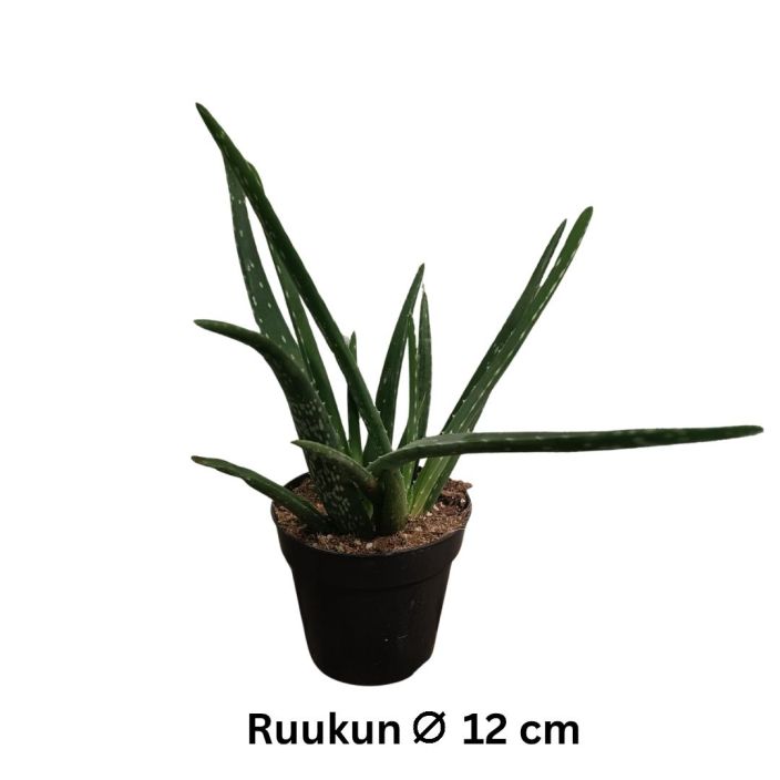 LAAKEAALOE Aloe vera P12 Perinteinen mehikasvi LAAKEAALOE Aloe vera P12 Perinteinen mehikasvi