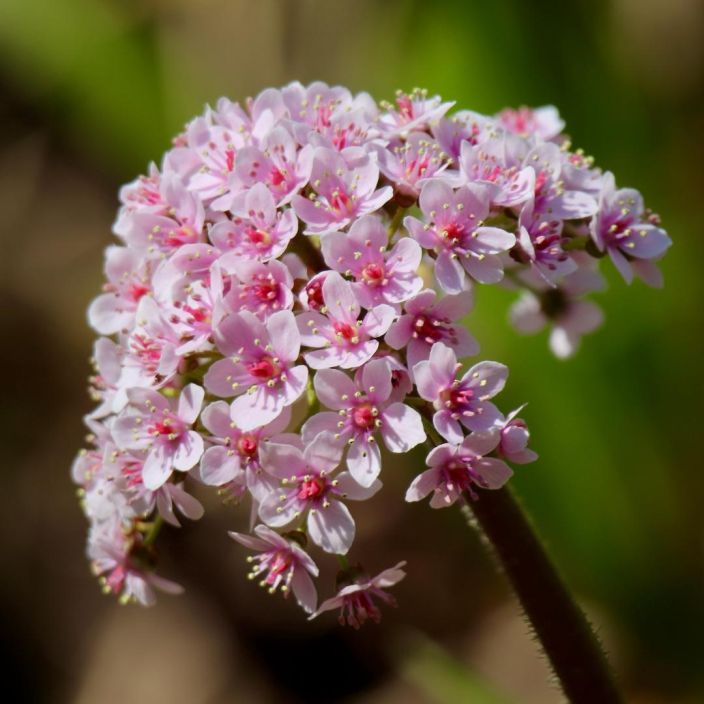 KILPIRIKKO Darmera peltata P9 Suurilehtinen perenna