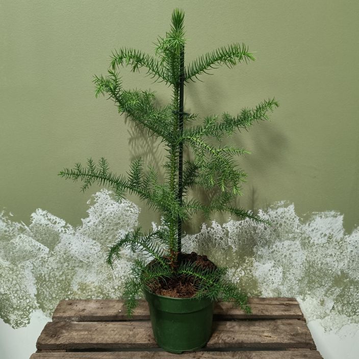 HUONEKUUSI / NORFOLKINARAUKARIA Araucaria heterophylla P14 Huonepuu tuomaan metsan tunnelmaa