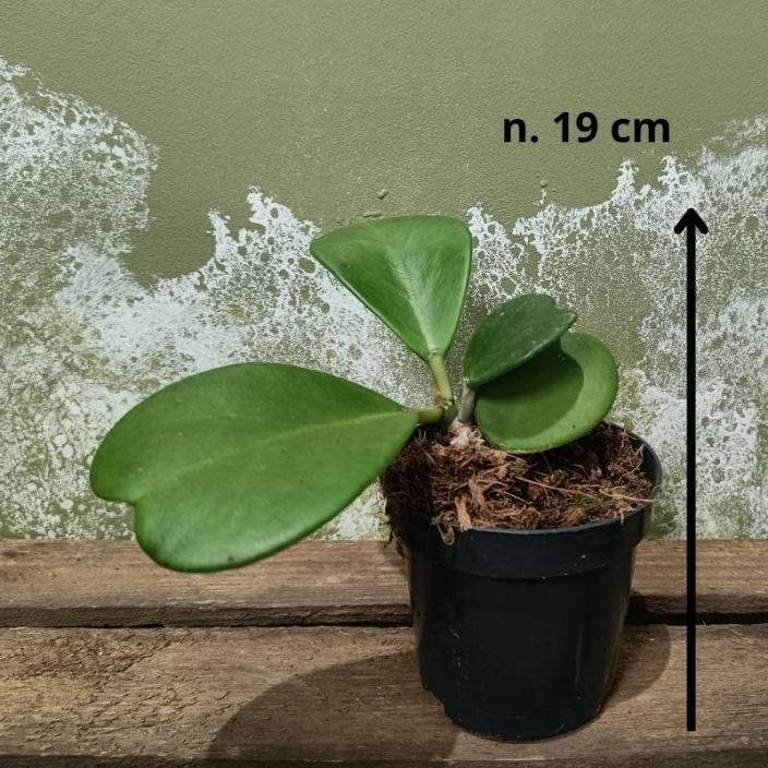 Hoya kerrii, herttaposliinikukka P10,5 Posliinikukka, jonka lehdet ovat sydamenmuotoiset