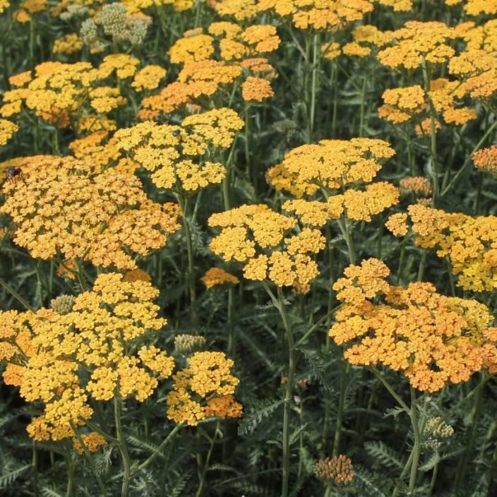 Achillea filipendula 'Terracotta', Tarhakarsamo TULOSSA / VAIN NOUTO