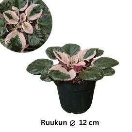 PAAVALINKUKKA 'HOVARIAGATA' Saintpaulia 'Hovariagata' P12