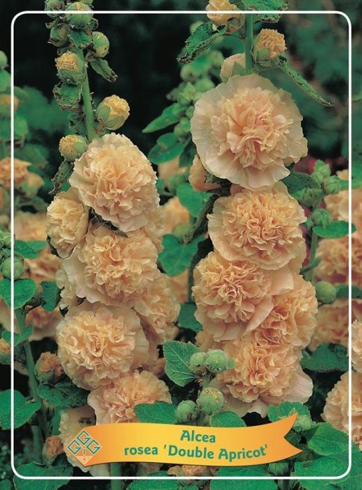 TARHASALKORUUSU 'DOUBLE APRICOT Rosea alcea 'Double Apricot' P11 ENNAKKO! TOIMITUS 29.4. ALKAEN. Salkoruusu vuoden 2024