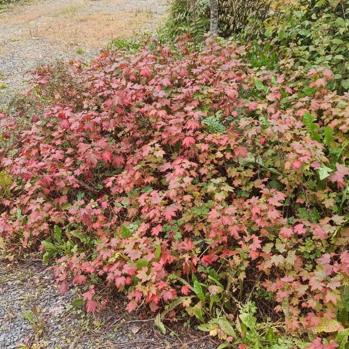 LAMOHERUKKA Ribes glandulosum Pikkuherukkanakin tunnettu maanpeitekasvi.