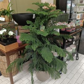 HUONEKUUSI / NORFOLKINARAUKARIA Araucaria heterophylla P24