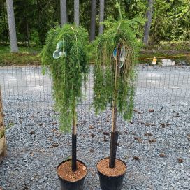 EUROOPANRIIPPALEHTIKUUSI 'PULI' Larix decidua 'Puli' runko 120 cm