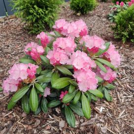 ALPPIRUUSU 'ROYAL ROSY' Rhododendron 'Royal Rosy' AT 3L