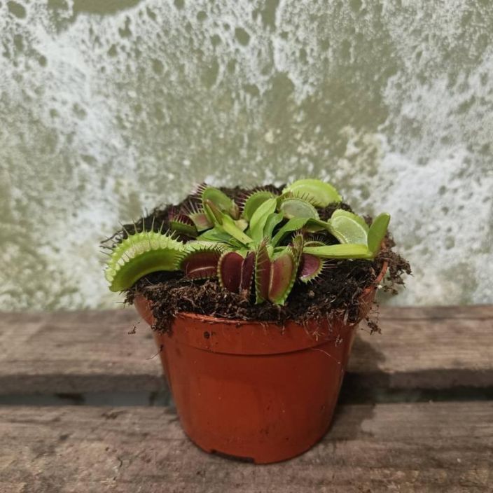 KARPASLOUKKU Dionaea muscipula P9 Lihansyojakasvi