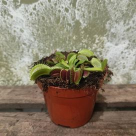 KÄRPÄSLOUKKU Dionaea muscipula P9