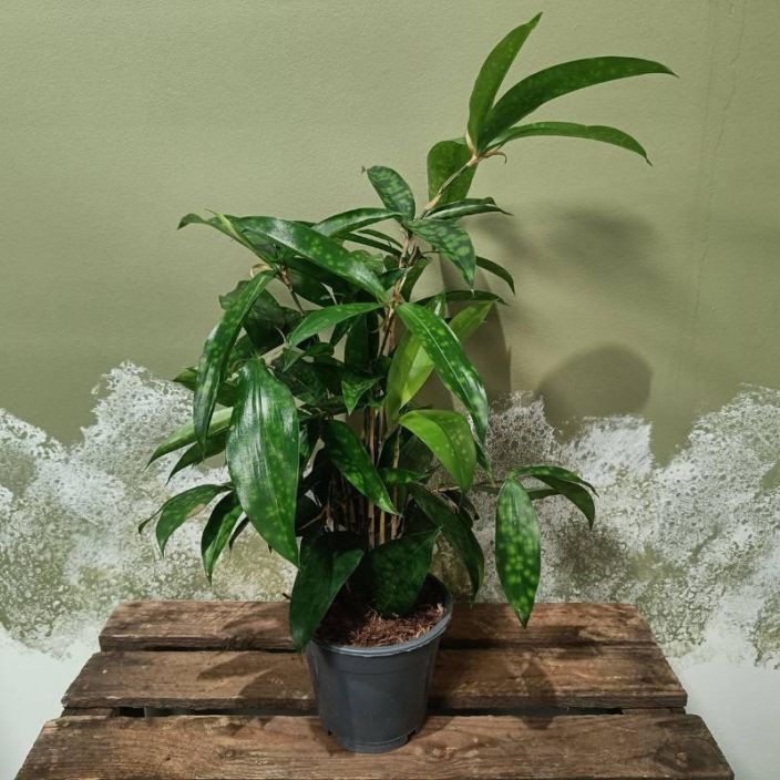 TAPLATRAAKKI Dracaena surculosa P12 Traakkilajike, jolla on bambumainen varsi ja taplikkaat, vihreat lehdet.