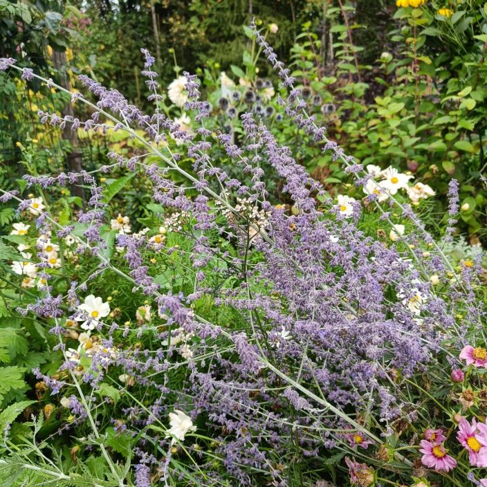 SULKAPIISKA 'BLUE SPIRE' Perovskia 'Blue Spire' At 2L Sinisena kukkiva puolipensas