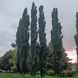 PYLVÄSHAAPA Populus tremula 'Erecta' 150-200 cm